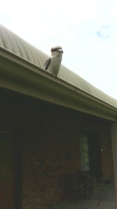 Kookaburra for those who are not sure.For the pedantic a Blue Winged one.